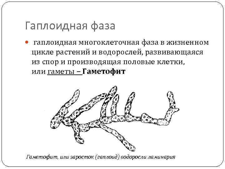 Гаплоидная фаза гаплоидная многоклеточная фаза в жизненном цикле растений и водорослей, развивающаяся из спор