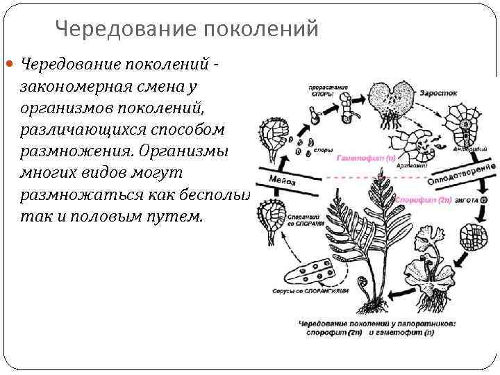 Чередование поколений - закономерная смена у организмов поколений, различающихся способом размножения. Организмы многих видов