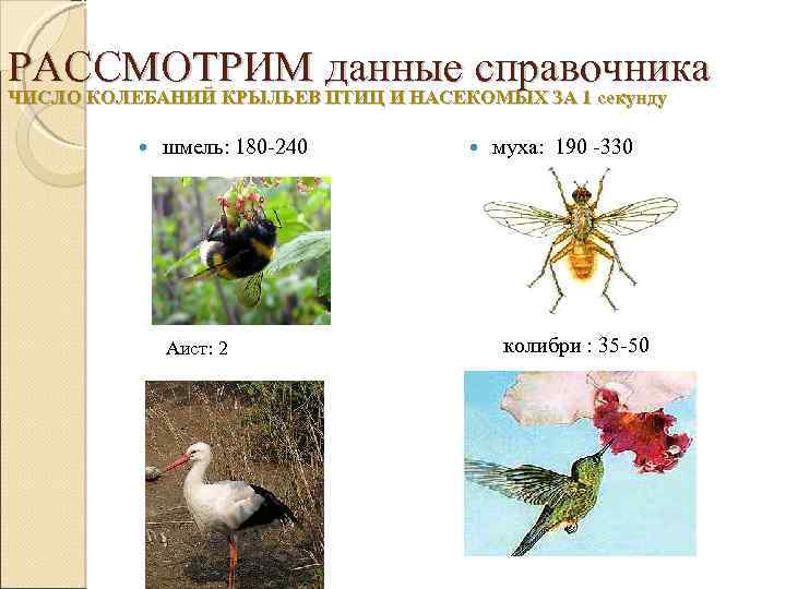 РАССМОТРИМ данные справочника ЧИСЛО КОЛЕБАНИЙ КРЫЛЬЕВ ПТИЦ И НАСЕКОМЫХ ЗА 1 секунду шмель: 180