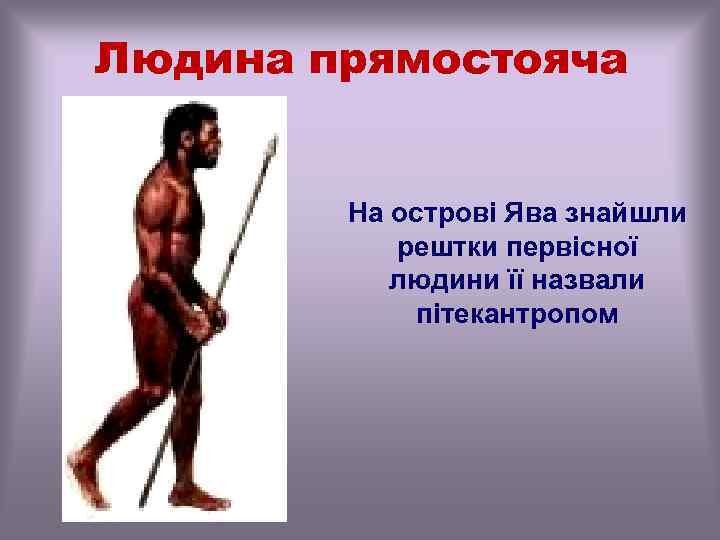 Людина прямостояча На острові Ява знайшли рештки первісної людини її назвали пітекантропом 