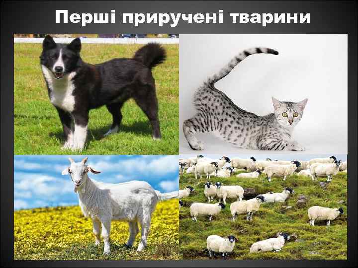 Перші приручені тварини 