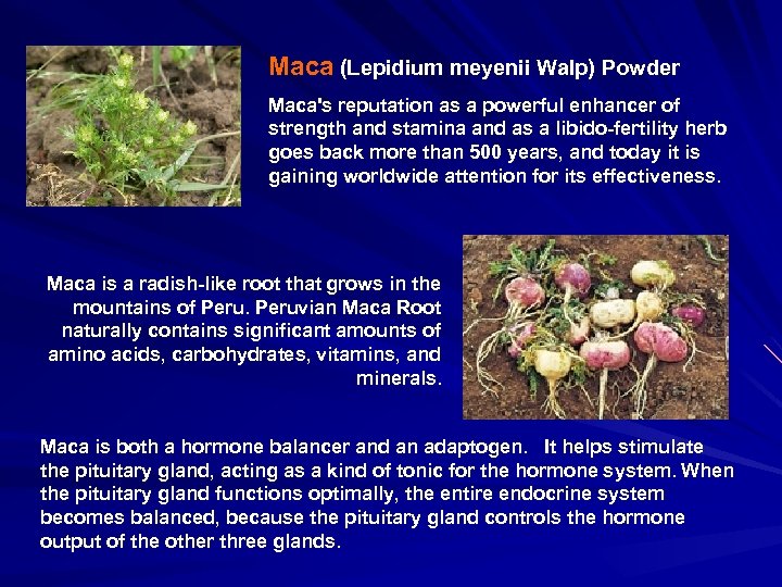 Maca (Lepidium meyenii Walp) Powder Maca's reputation as a powerful enhancer of strength and