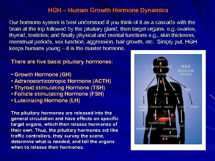 HGH – Human Growth Hormone Dynamics Our hormone system is best understood if you