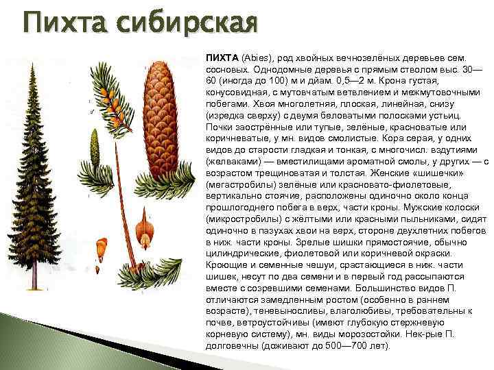 Пихта сибирская фото и описание дерева