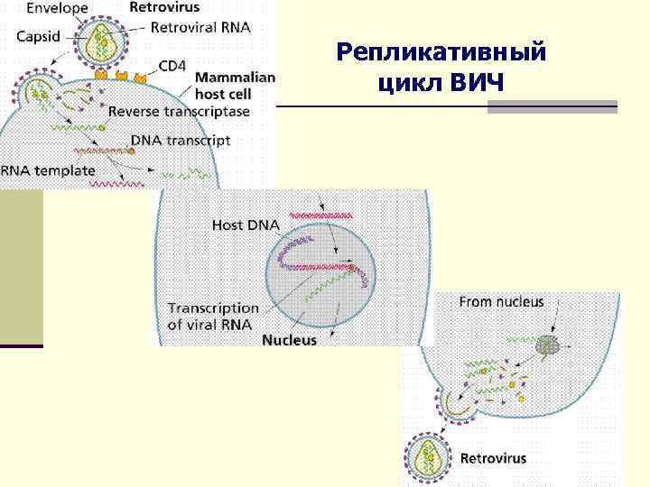 Репликативный цикл ВИЧ 