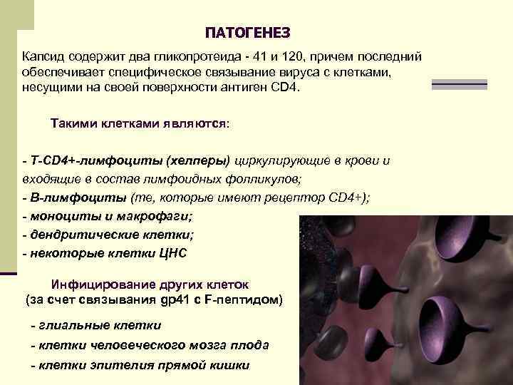 ПАТОГЕНЕЗ Капсид содержит два гликопротеида - 41 и 120, причем последний обеспечивает специфическое связывание