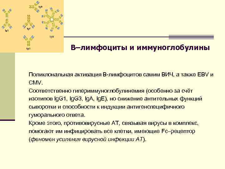  B–лимфоциты и иммуноглобулины Поликлональная активация В-лимфоцитов самим ВИЧ, а также EBV и CMV.