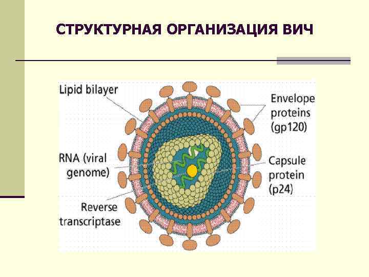 СТРУКТУРНАЯ ОРГАНИЗАЦИЯ ВИЧ 