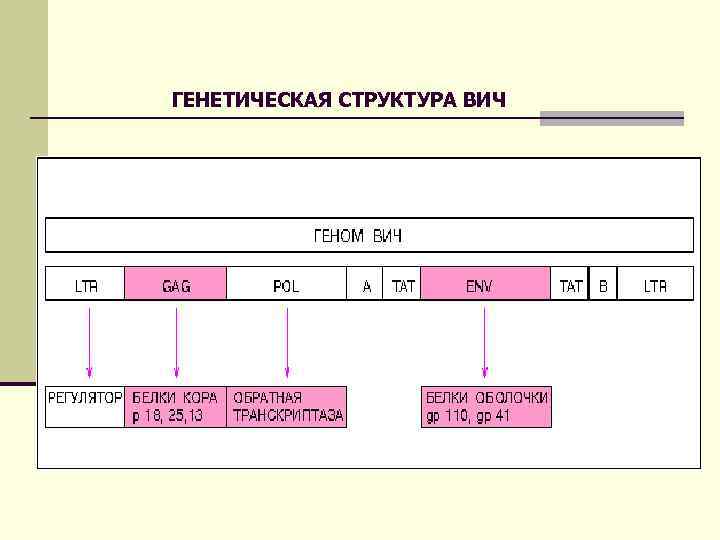 ГЕНЕТИЧЕСКАЯ СТРУКТУРА ВИЧ 