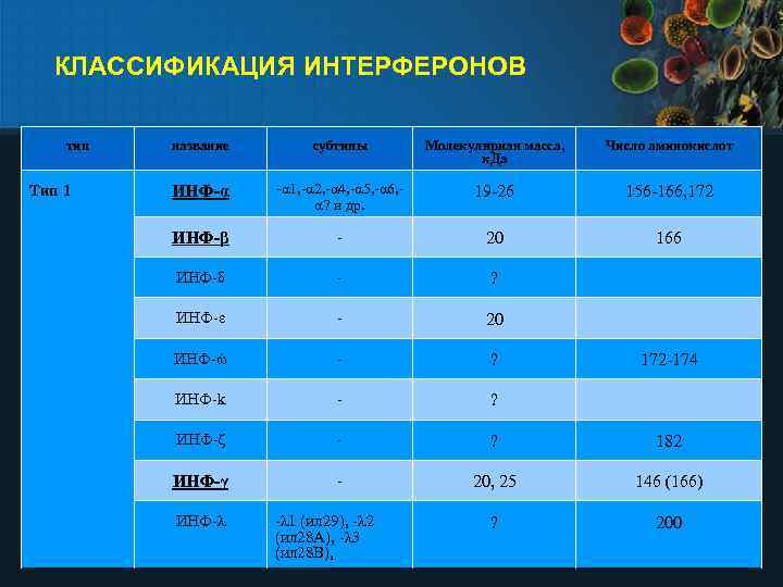 КЛАССИФИКАЦИЯ ИНТЕРФЕРОНОВ тип Тип 1 название субтипы Молекулярная масса, к. Да Число аминокислот ИНФ-α