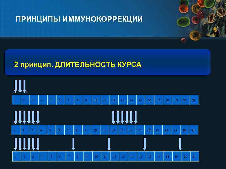 ПРИНЦИПЫ ИММУНОКОРРЕКЦИИ 2 принцип. ДЛИТЕЛЬНОСТЬ КУРСА 1 2 3 4 5 6 7 8