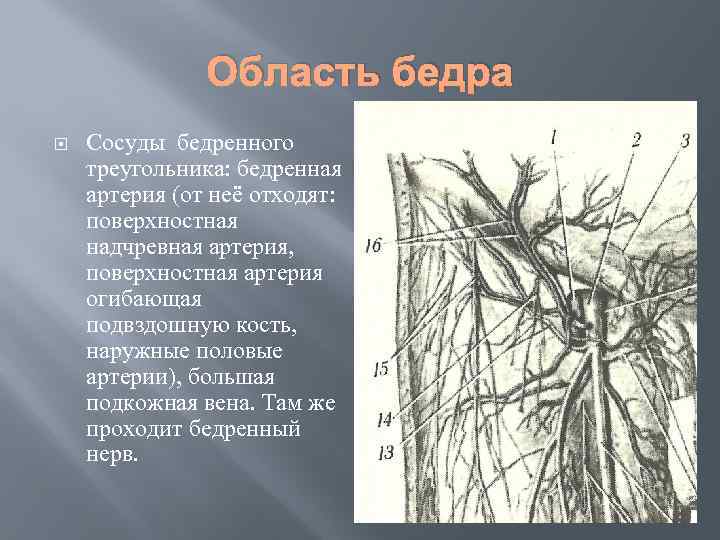 Область бедра Сосуды бедренного треугольника: бедренная артерия (от неё отходят: поверхностная надчревная артерия, поверхностная