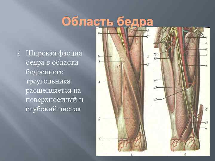 Область бедра Широкая фасция бедра в области бедренного треугольника расщепляется на поверхностный и глубокий