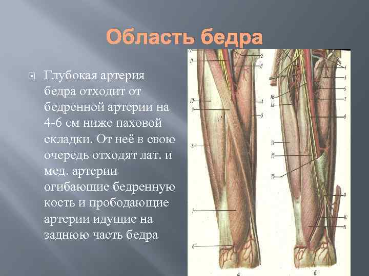 Артерии бедра анатомия схема