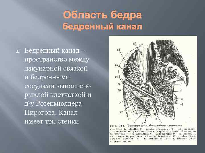Область бедра бедренный канал Бедренный канал – пространство между лакунарной связкой и бедренными сосудами
