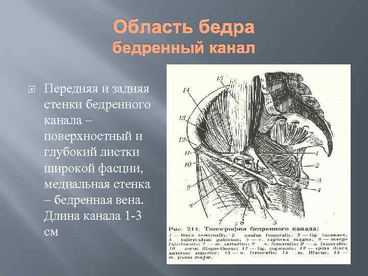 Бедренный канал схема