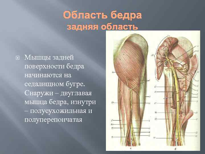 Область бедра задняя область Мышцы задней поверхности бедра начинаются на седалищном бугре. Снаружи –