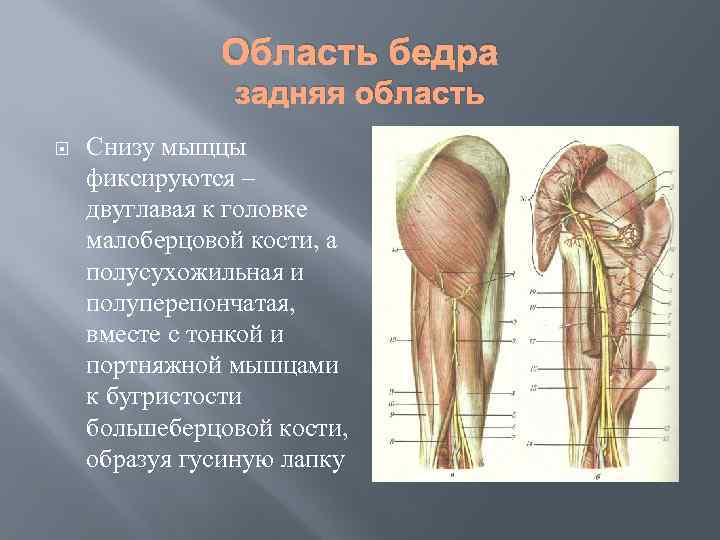 Задняя поверхность бедра фото