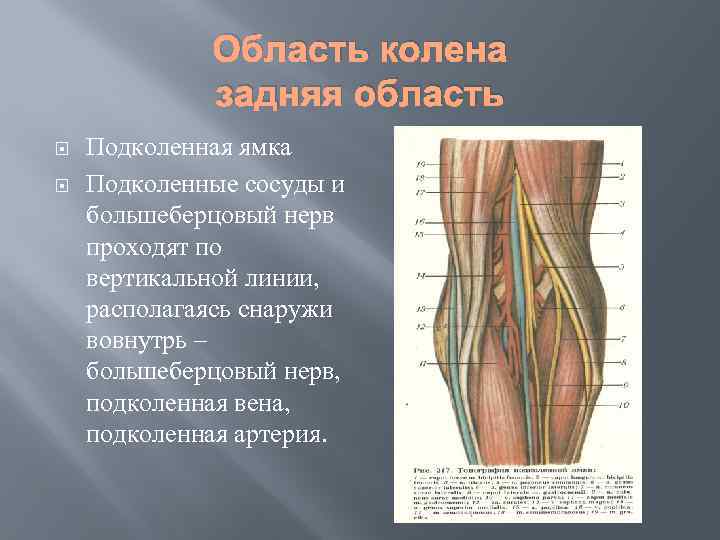 Рисунок подколенной ямки