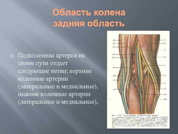 Область колена задняя область Подколенная артерия на своем пути отдает следующие ветви: верхние коленные