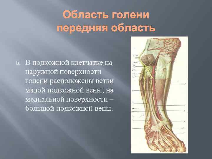 Область голени передняя область В подкожной клетчатке на наружной поверхности голени расположены ветви малой