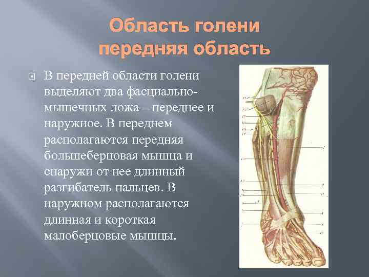 Область голени передняя область В передней области голени выделяют два фасциальномышечных ложа – переднее