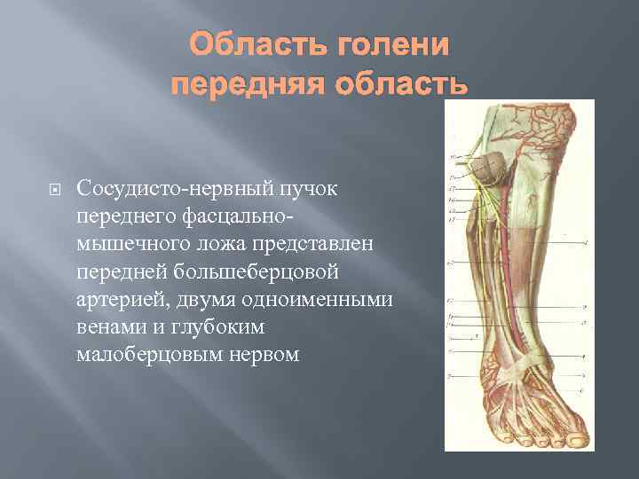 Область голени передняя область Сосудисто-нервный пучок переднего фасцальномышечного ложа представлен передней большеберцовой артерией, двумя