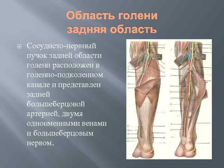 Область голени задняя область Сосудисто-нервный пучок задней области голени расположен в голенно-подколенном канале и