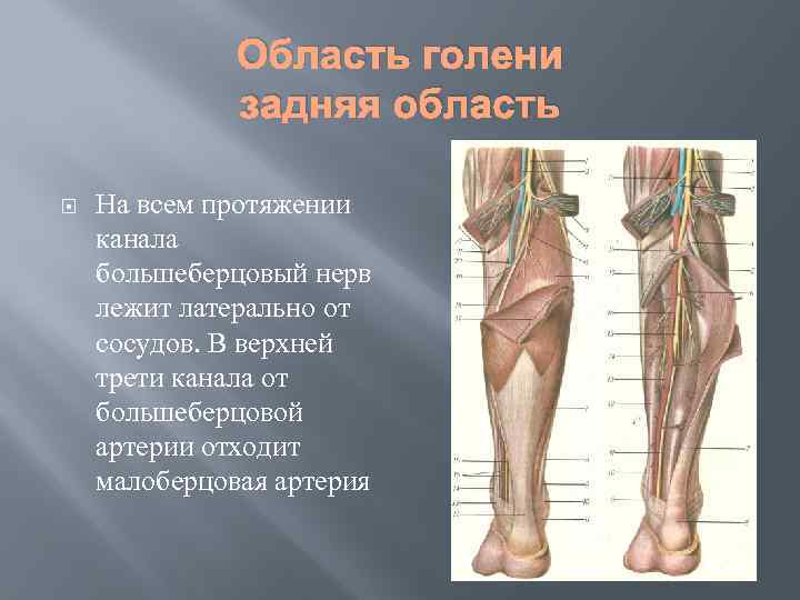 Область голени задняя область На всем протяжении канала большеберцовый нерв лежит латерально от сосудов.