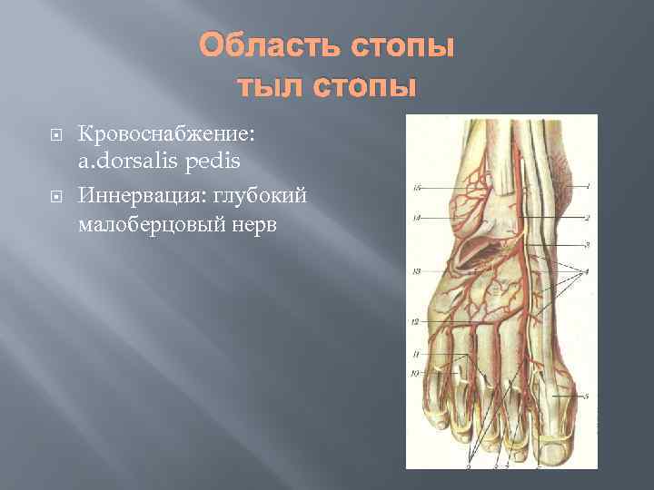 Кровоснабжение стопы