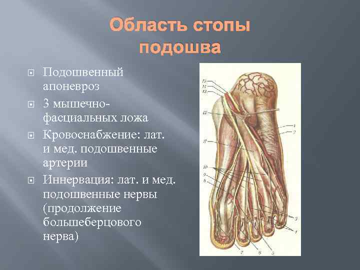 Подошва стопы анатомия фото и описание