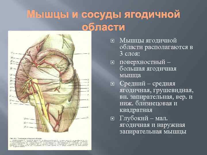 Мышцы и сосуды ягодичной области Мышцы ягодичной области располагаются в 3 слоя: поверхностный –