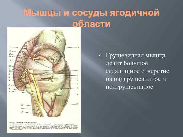 Мышцы и сосуды ягодичной области Грушевидная мышца делит большое седалищное отверстие на надгрушевидное и