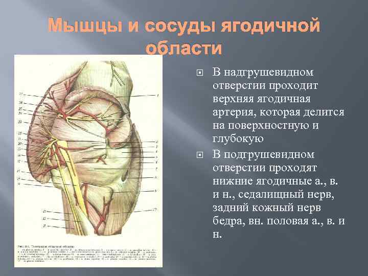 Мышцы и сосуды ягодичной области В надгрушевидном отверстии проходит верхняя ягодичная артерия, которая делится