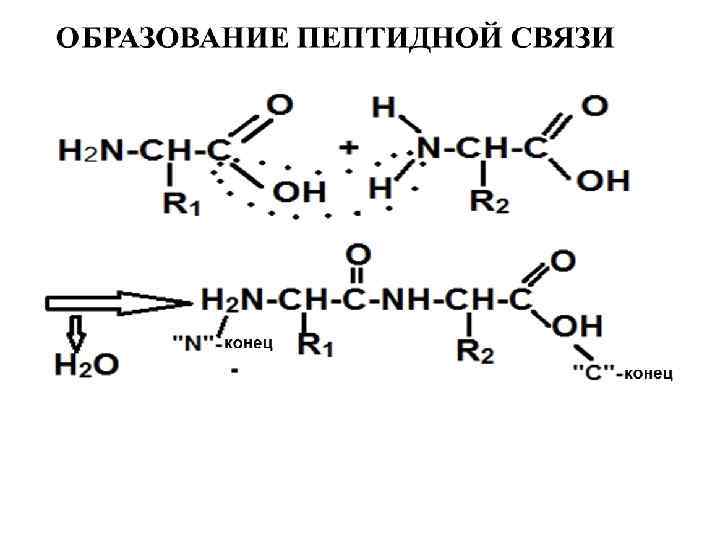 Белки являются полимерами состоящими из