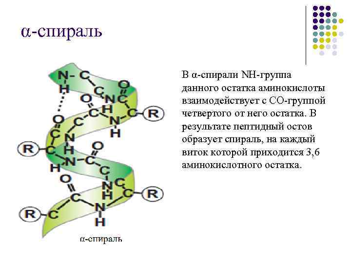 α-спираль В α-спирали NH-группа данного остатка аминокислоты взаимодействует с СО-группой четвертого от него остатка.