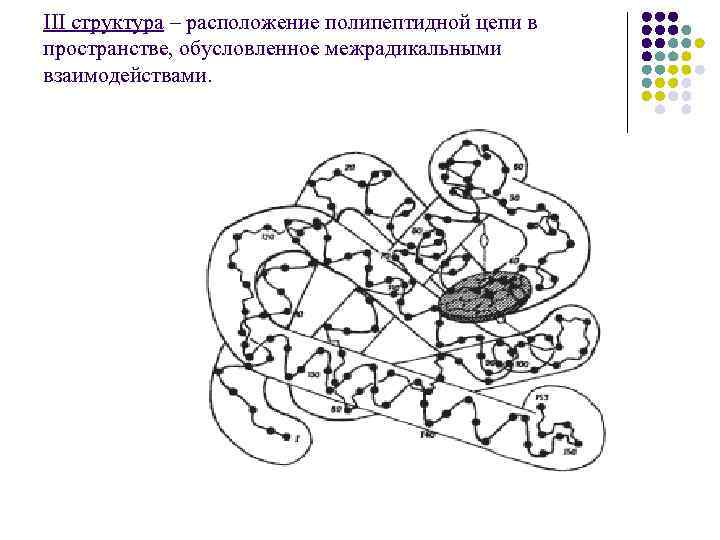 III структура – расположение полипептидной цепи в пространстве, обусловленное межрадикальными взаимодействами. 