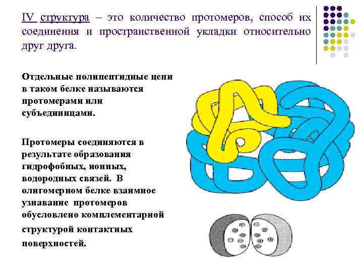 IV структура – это количество протомеров, способ их соединения и пространственной укладки относительно друга.