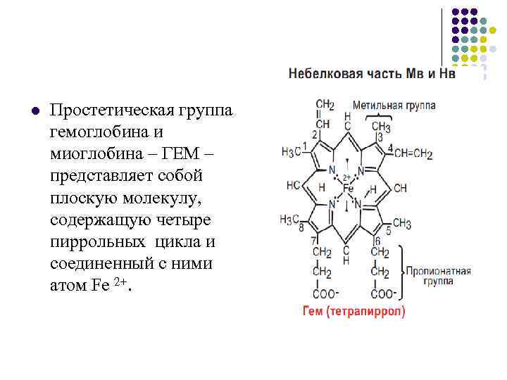 Белки являются полимерами состоящими из