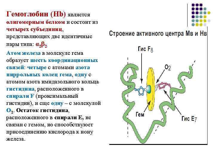 Белки являются полимерами состоящими из