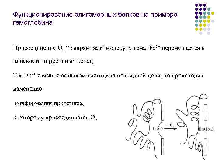 Функционирование олигомерных белков на примере гемоглобина Присоединение О 2 “выпрямляет” молекулу гема: Fe 2+