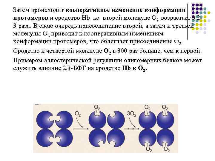 Затем происходит кооперативное изменение конформации протомеров и сродство Hb ко второй молекуле О 2