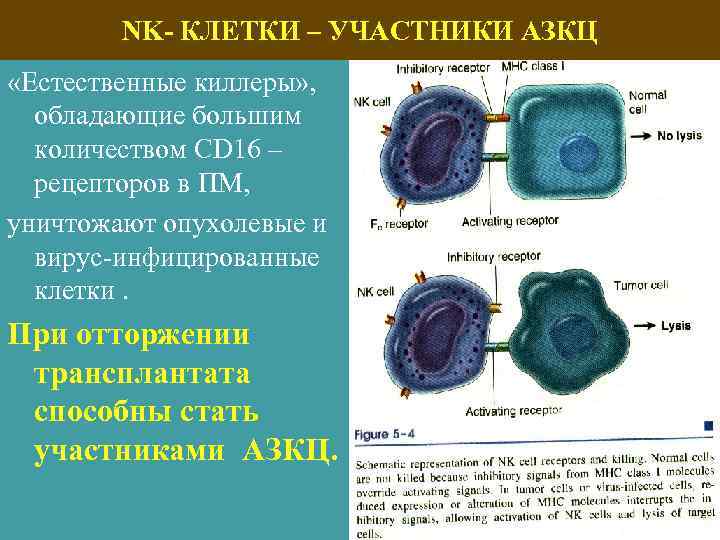 NK- КЛЕТКИ – УЧАСТНИКИ АЗКЦ «Естественные киллеры» , обладающие большим количеством CD 16 –