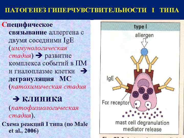 Типы гиперчувствительности. Патогенез гиперчувствительности 1 типа. Схема гиперчувствительности 1 типа. Реакция гиперчувствительности 1 типа. Патогенез реакций гиперчувствительности.