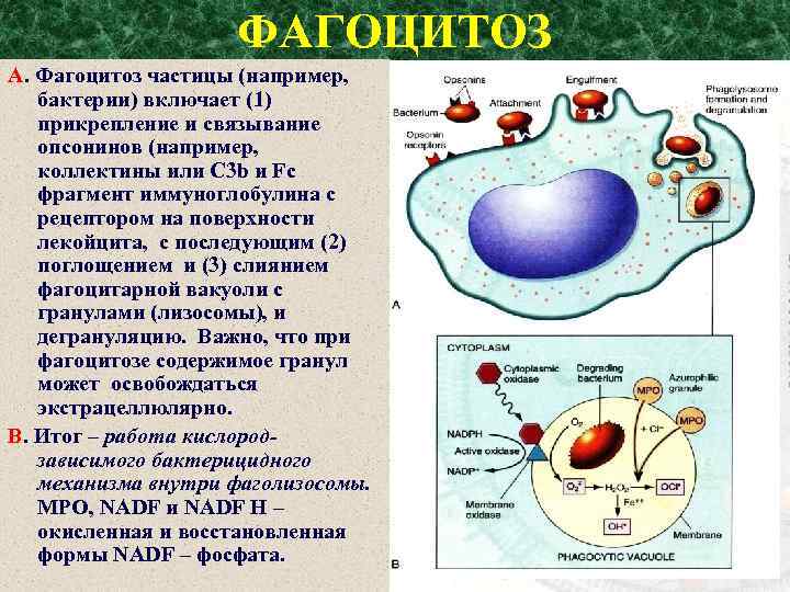 ФАГОЦИТОЗ А. Фагоцитоз частицы (например, бактерии) включает (1) прикрепление и связывание опсонинов (например, коллектины