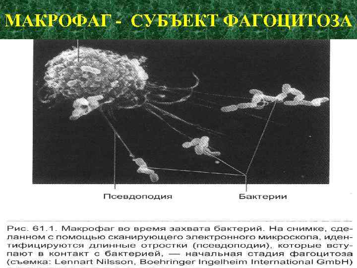 МАКРОФАГ - СУБЪЕКТ ФАГОЦИТОЗА 