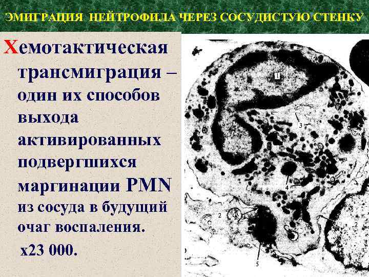 ЭМИГРАЦИЯ НЕЙТРОФИЛА ЧЕРЕЗ СОСУДИСТУЮ СТЕНКУ Хемотактическая трансмиграция – один их способов выхода активированных подвергшихся