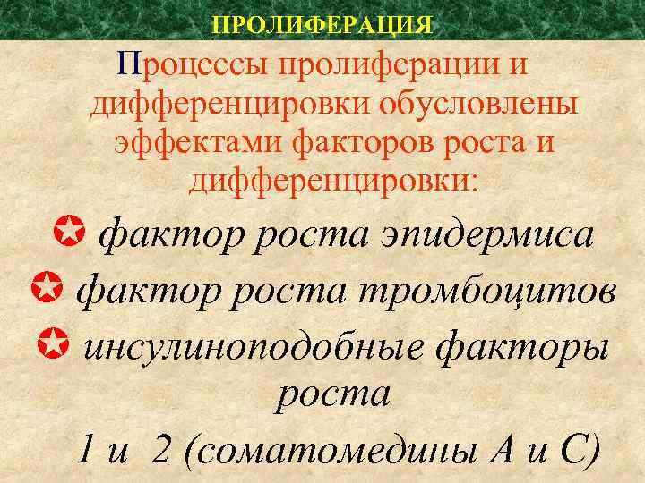 ПРОЛИФЕРАЦИЯ Процессы пролиферации и дифференцировки обусловлены эффектами факторов роста и дифференцировки: фактор роста эпидермиса