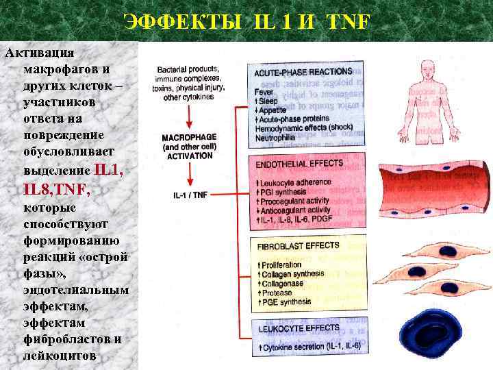ЭФФЕКТЫ IL 1 И TNF Активация макрофагов и других клеток – участников ответа на