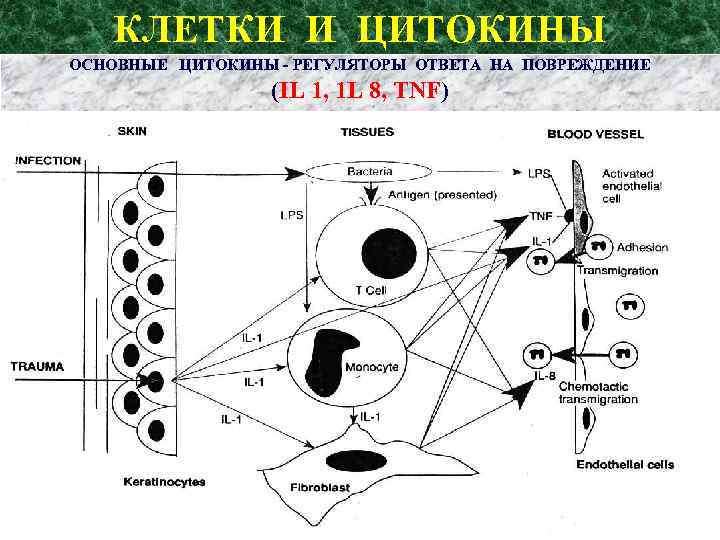 КЛЕТКИ И ЦИТОКИНЫ ОСНОВНЫЕ ЦИТОКИНЫ - РЕГУЛЯТОРЫ ОТВЕТА НА ПОВРЕЖДЕНИЕ (IL 1, 1 L